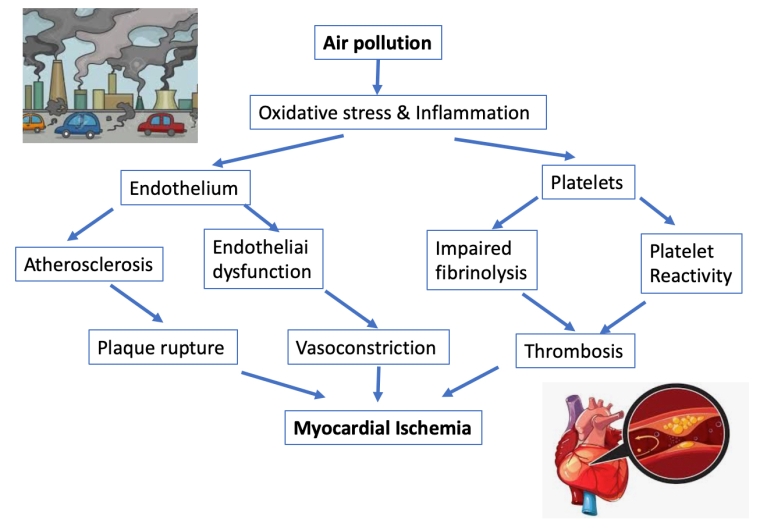 Air Pollution: A New Risk Factor For Cardiovascular Disease